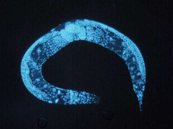 What is ‘natural’ about naturalistic&nbsp;neuroscience?